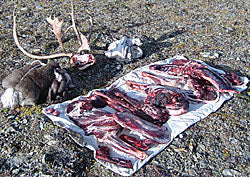 Preserving Big Game Meat In The Field